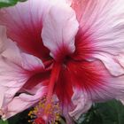 hibiscus-redpink-australien