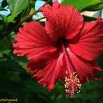 Hibiscus Roja