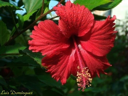 Hibiscus Roja