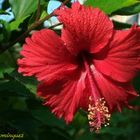 Hibiscus Roja