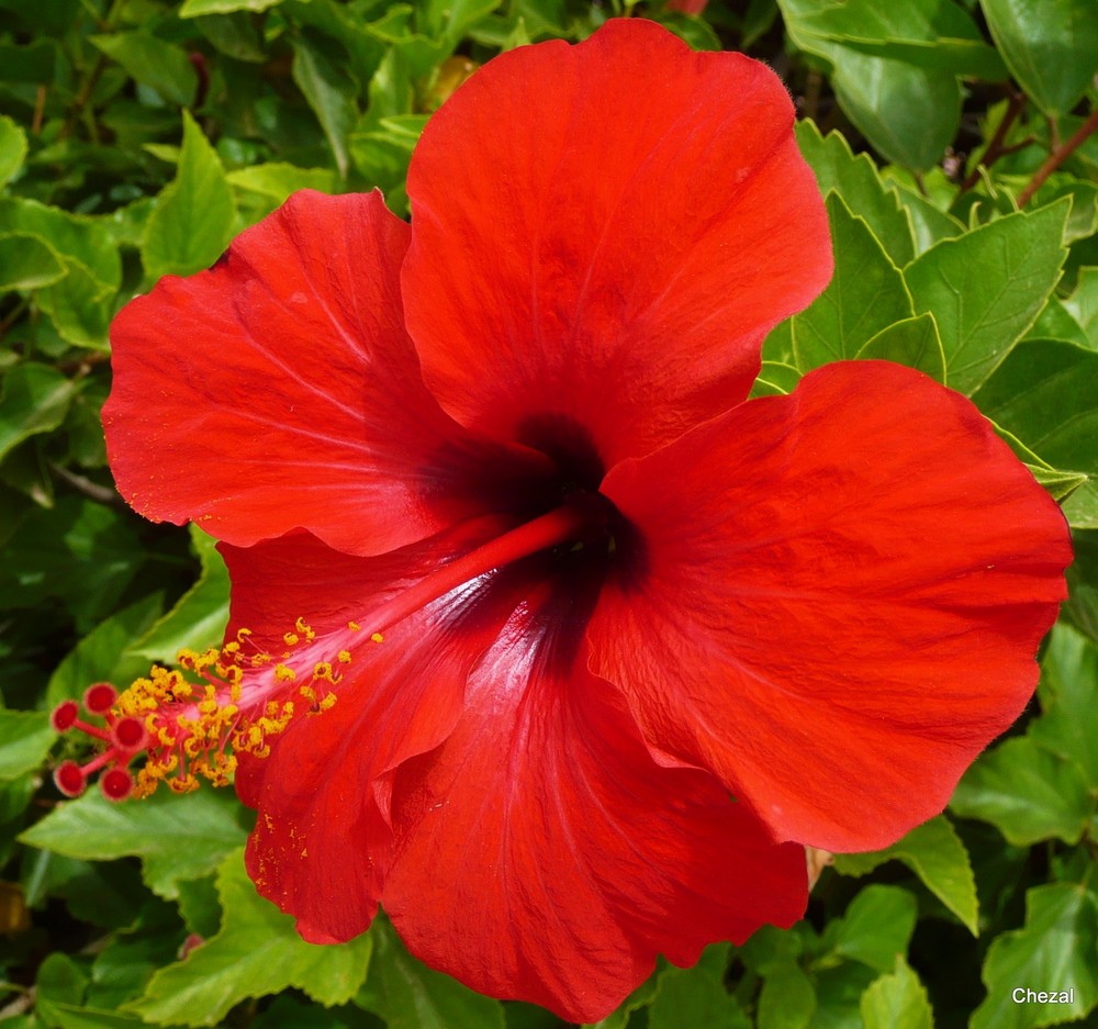 Hibiscus rojo