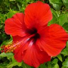 Hibiscus rojo