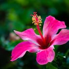 Hibiscus rosa