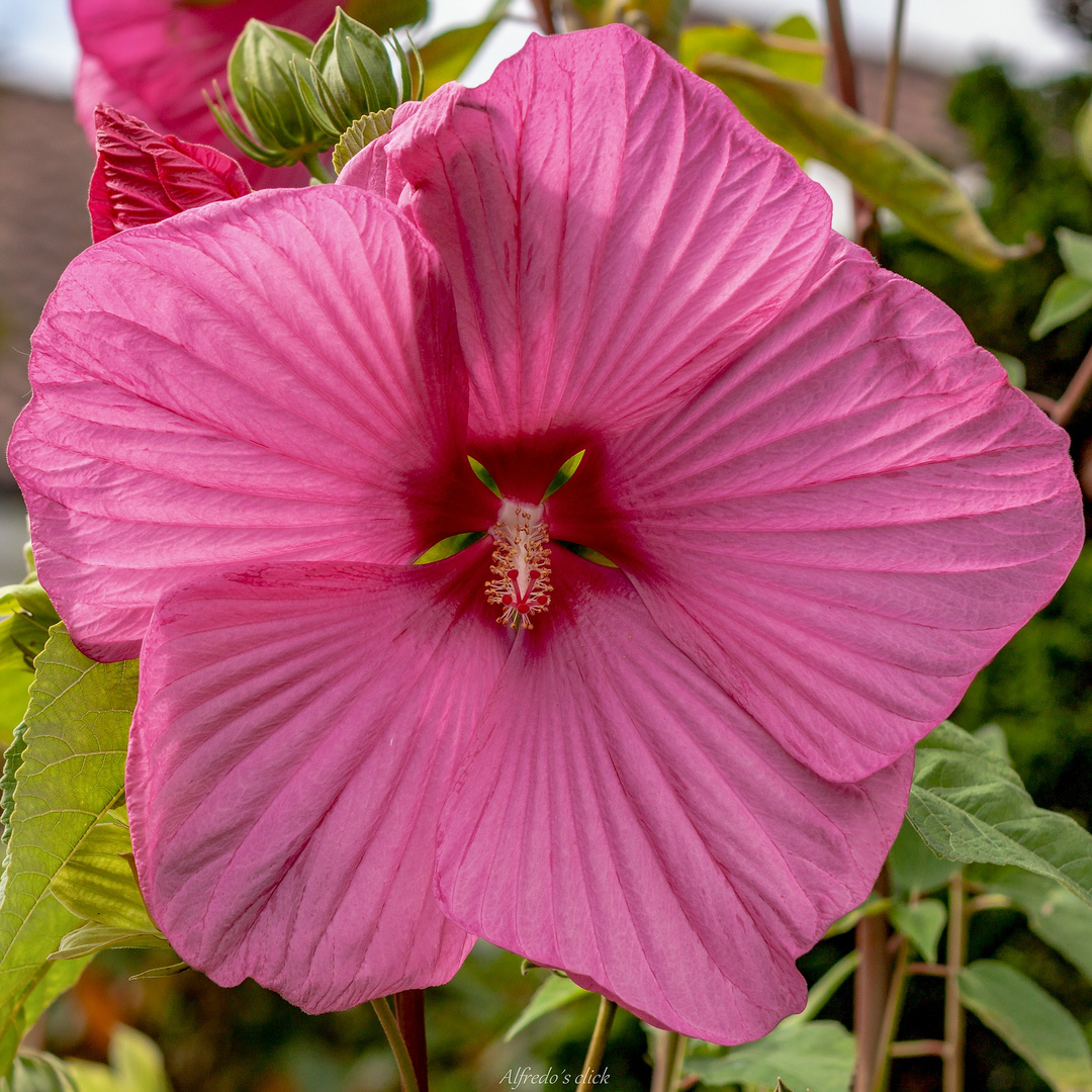 Hibiscus rosa