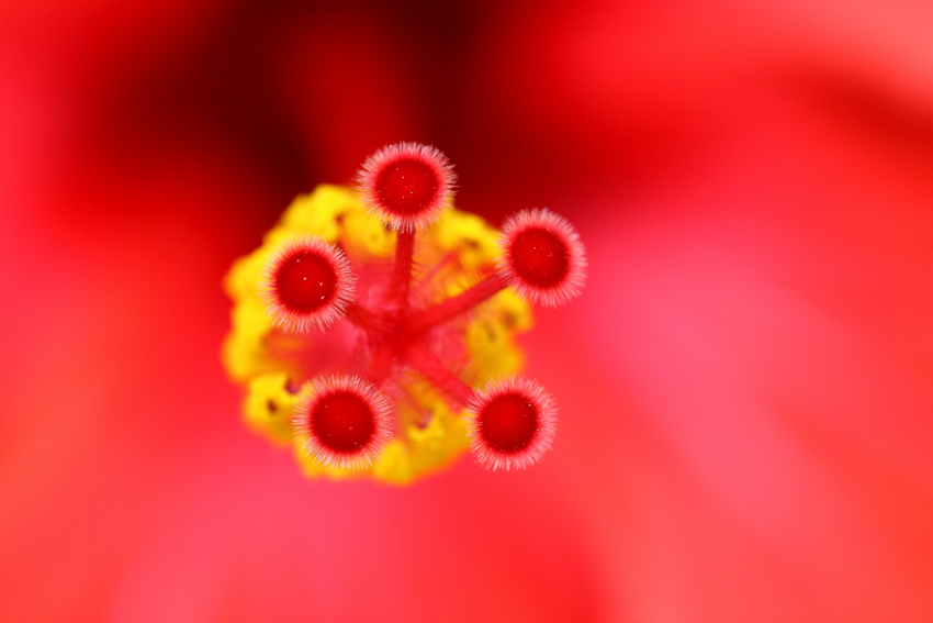 Hibiscus rosa-chinensis