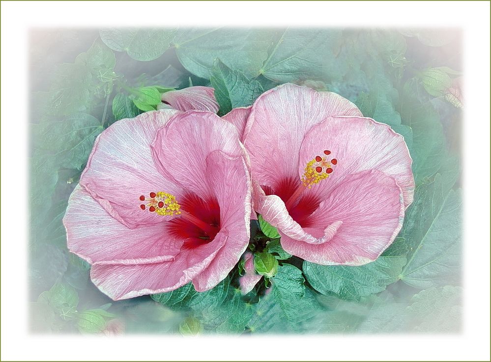 Hibiscus  rosa 