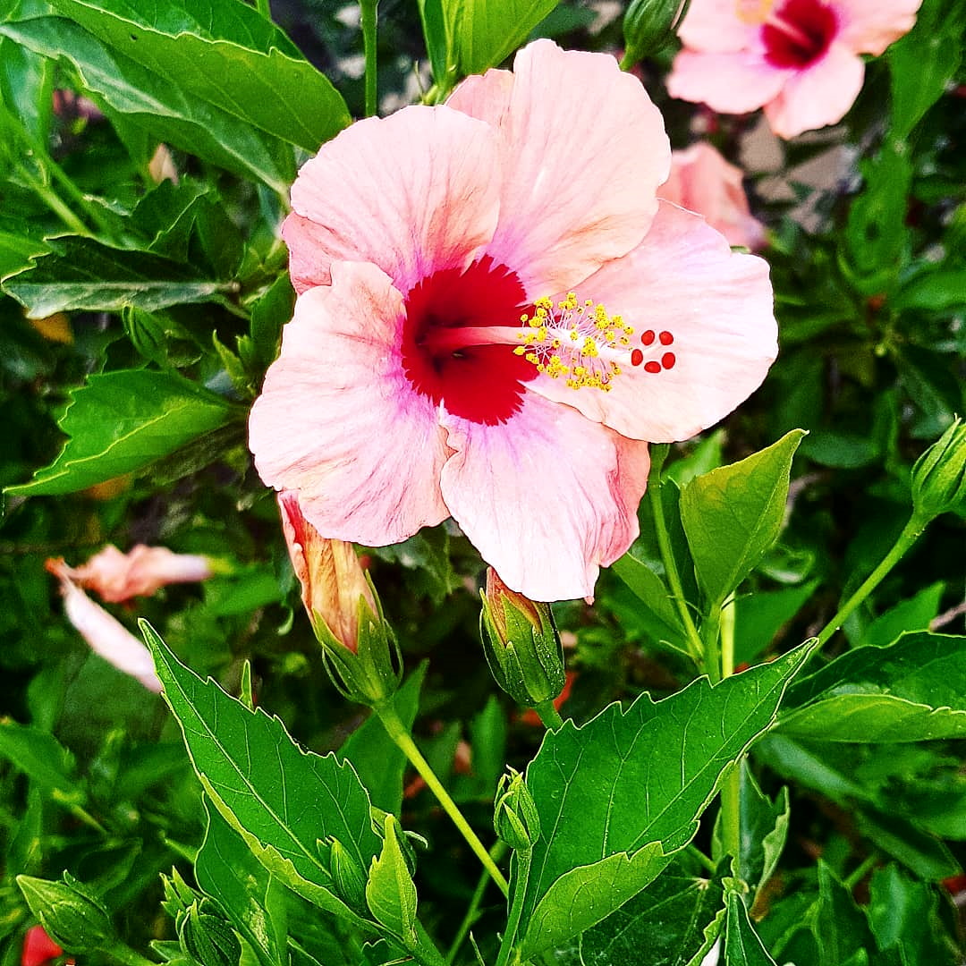 Hibiscus rosa Sinensis