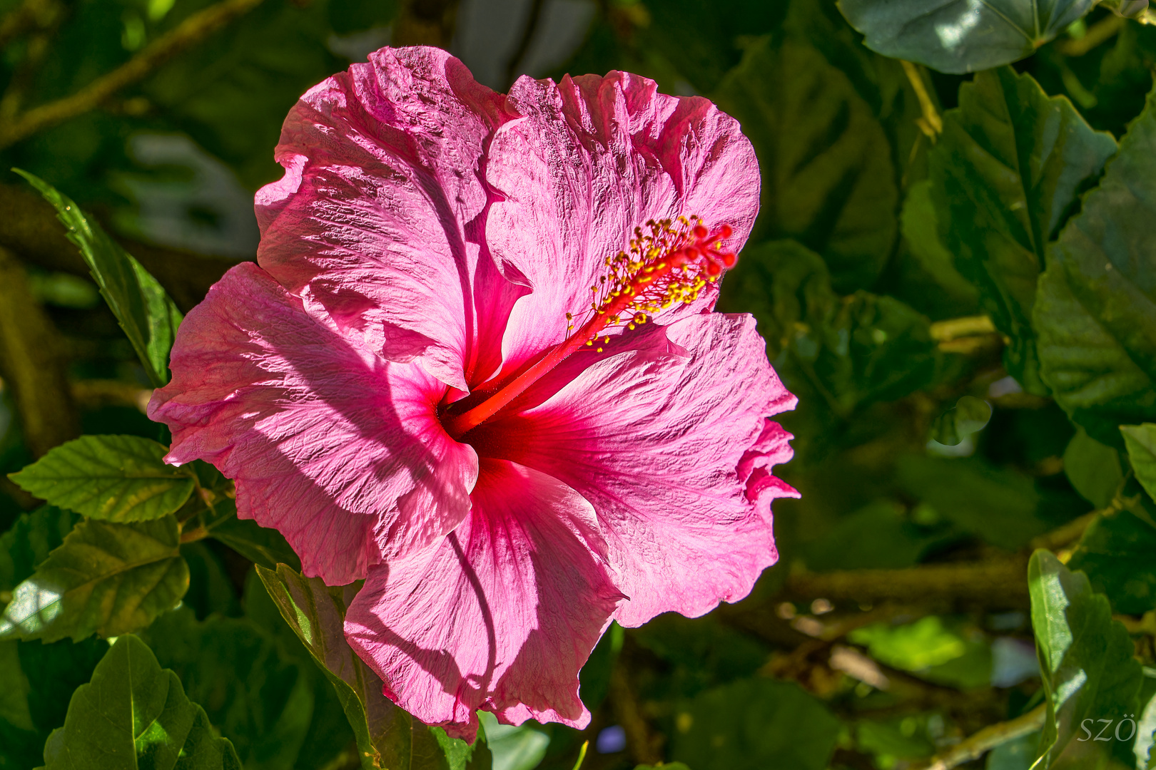 Hibiscus rosa-sinensis