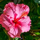 Hibiscus rosa-sinensis