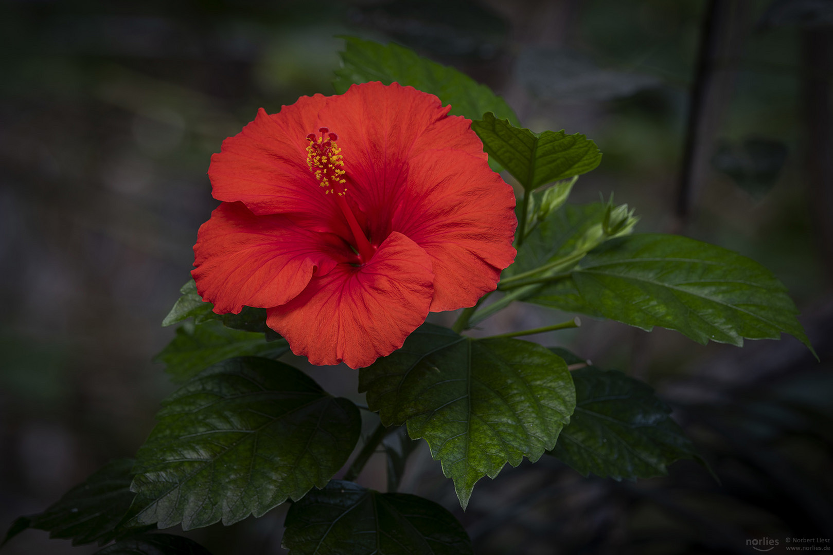 Hibiscus rosa-sinensis