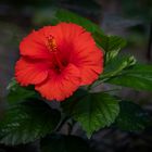 Hibiscus rosa-sinensis