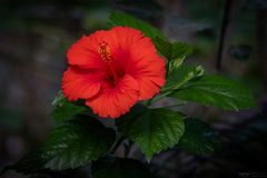 Hibiscus rosa-sinensis