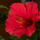 hibiscus rosa sinensis