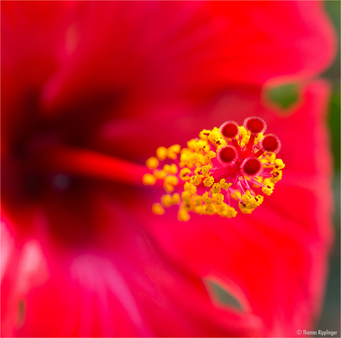 Hibiscus (rosa sinensis)