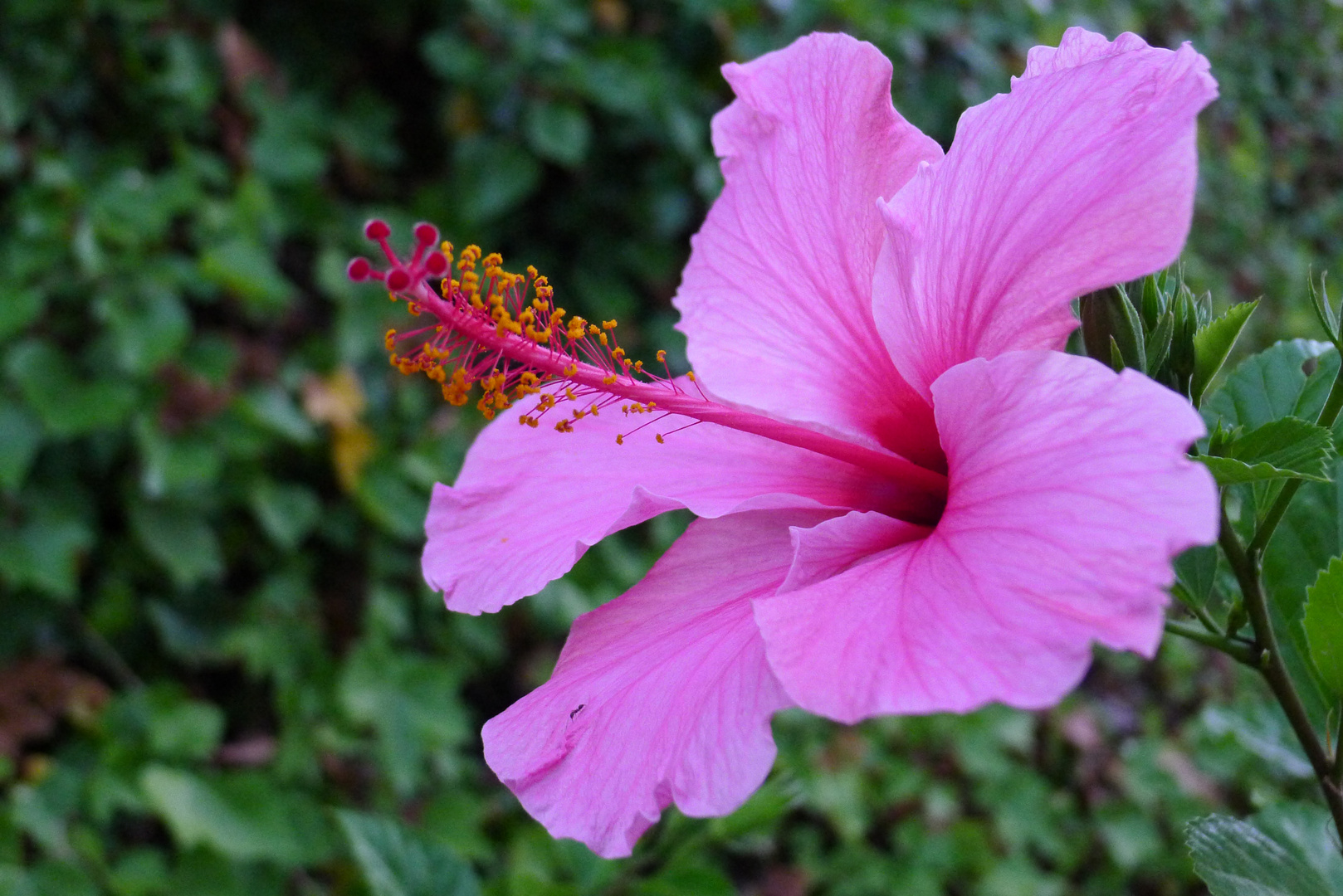 Hibiscus rosa-sinensis