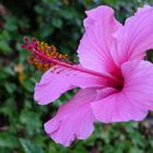 Hibiscus rosa-sinensis