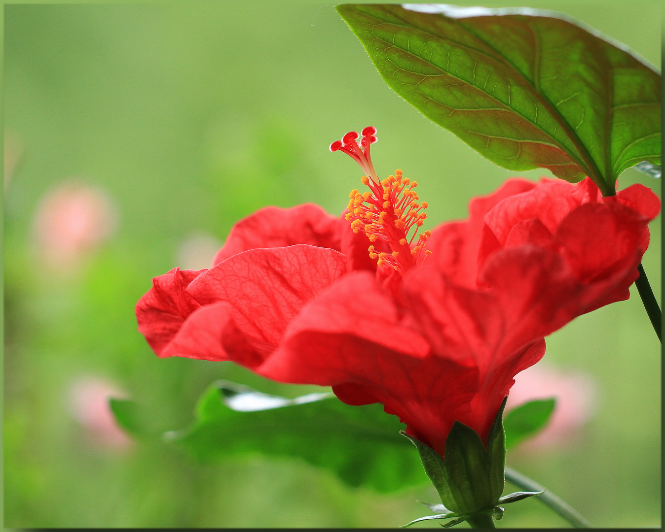 *Hibiscus rosa-sinensis*