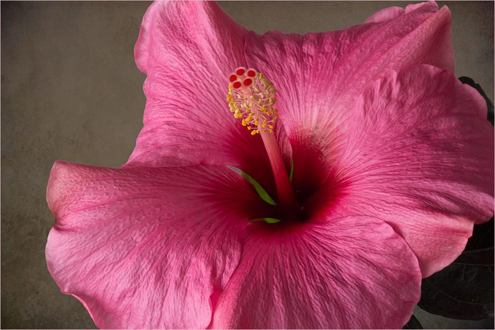 Hibiscus rosa-sinensis