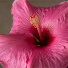 Hibiscus rosa-sinensis