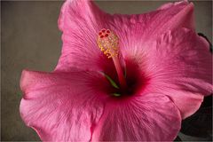 Hibiscus rosa-sinensis