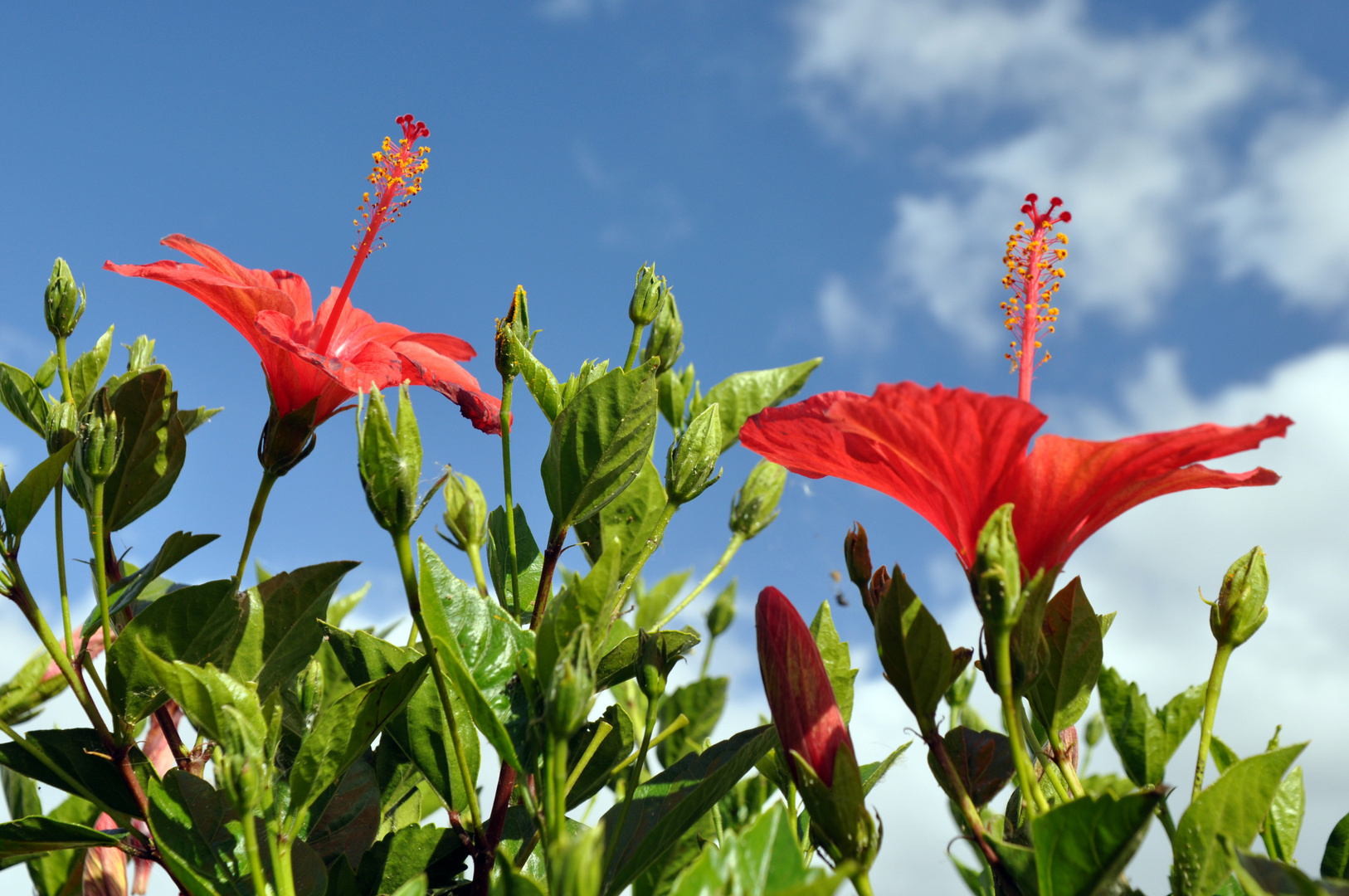 Hibiscus rosa-sinensis