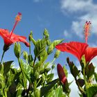 Hibiscus rosa-sinensis