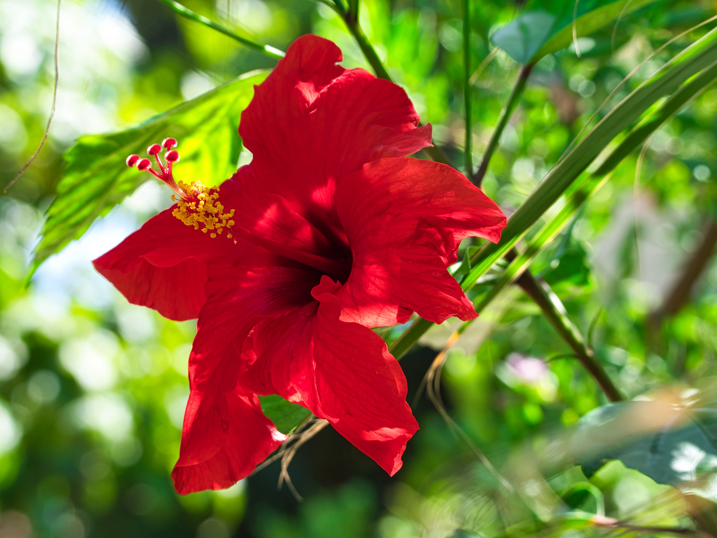 Hibiscus rosa-sinensis