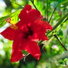 Hibiscus rosa-sinensis