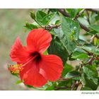 hibiscus rosa sinensis