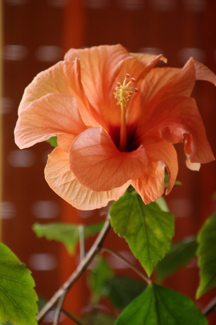 Hibiscus Rosa-Sinensis