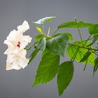 hibiscus rosa sinensis