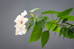 hibiscus rosa sinensis