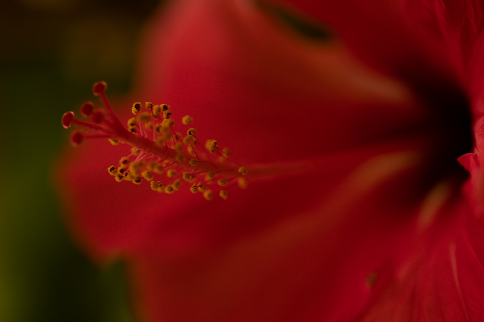 Hibiscus rosa-sinensis