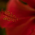 Hibiscus rosa-sinensis