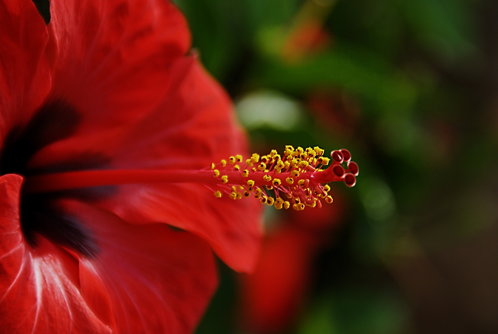 Hibiscus rosa-sinensis I