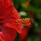 Hibiscus rosa-sinensis I