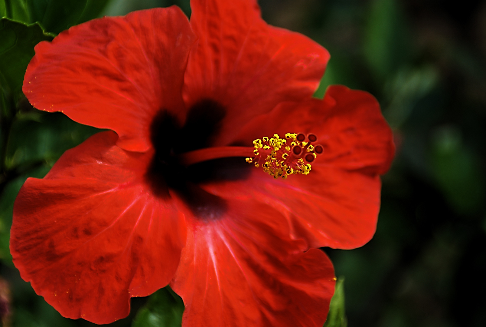 Hibiscus rosa-sinensis II