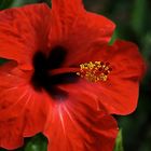 Hibiscus rosa-sinensis II