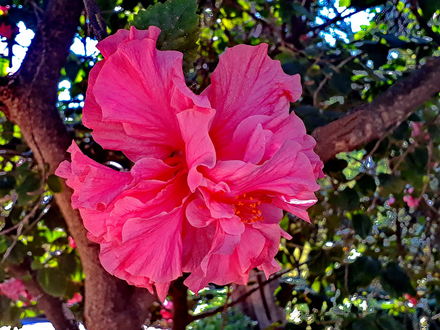 Hibiscus Rosa-Sinensis, Mrs George Davis