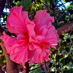 Hibiscus Rosa-Sinensis, Mrs George Davis