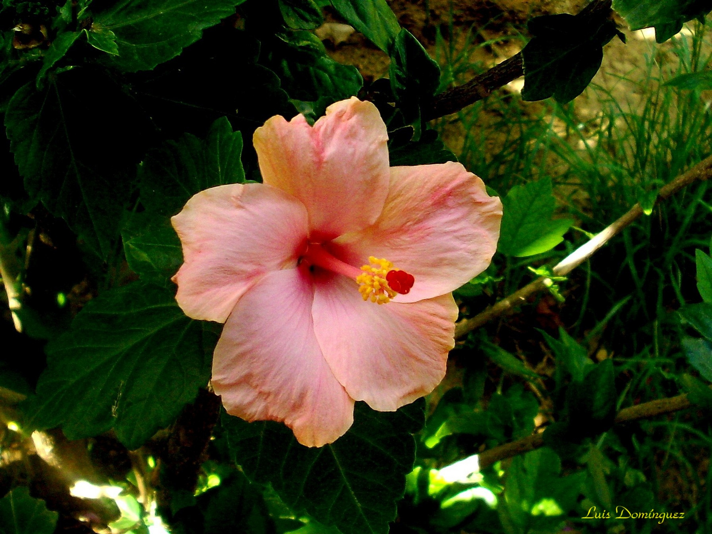 Hibiscus Rosado