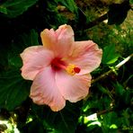 Hibiscus Rosado