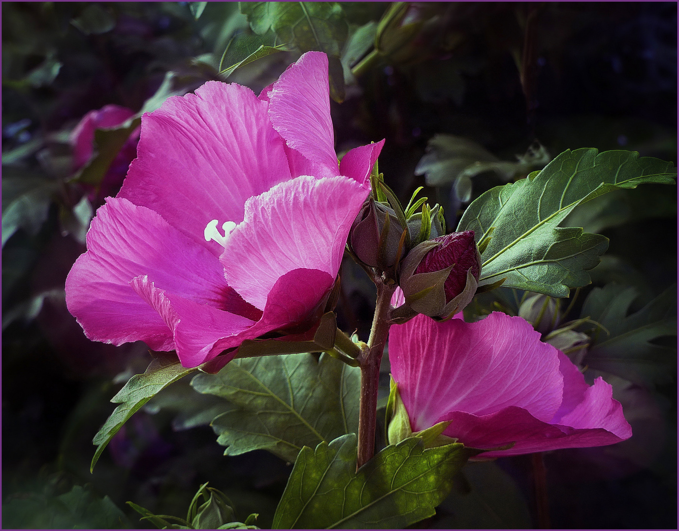 Hibiscus rosado