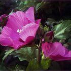 Hibiscus rosado