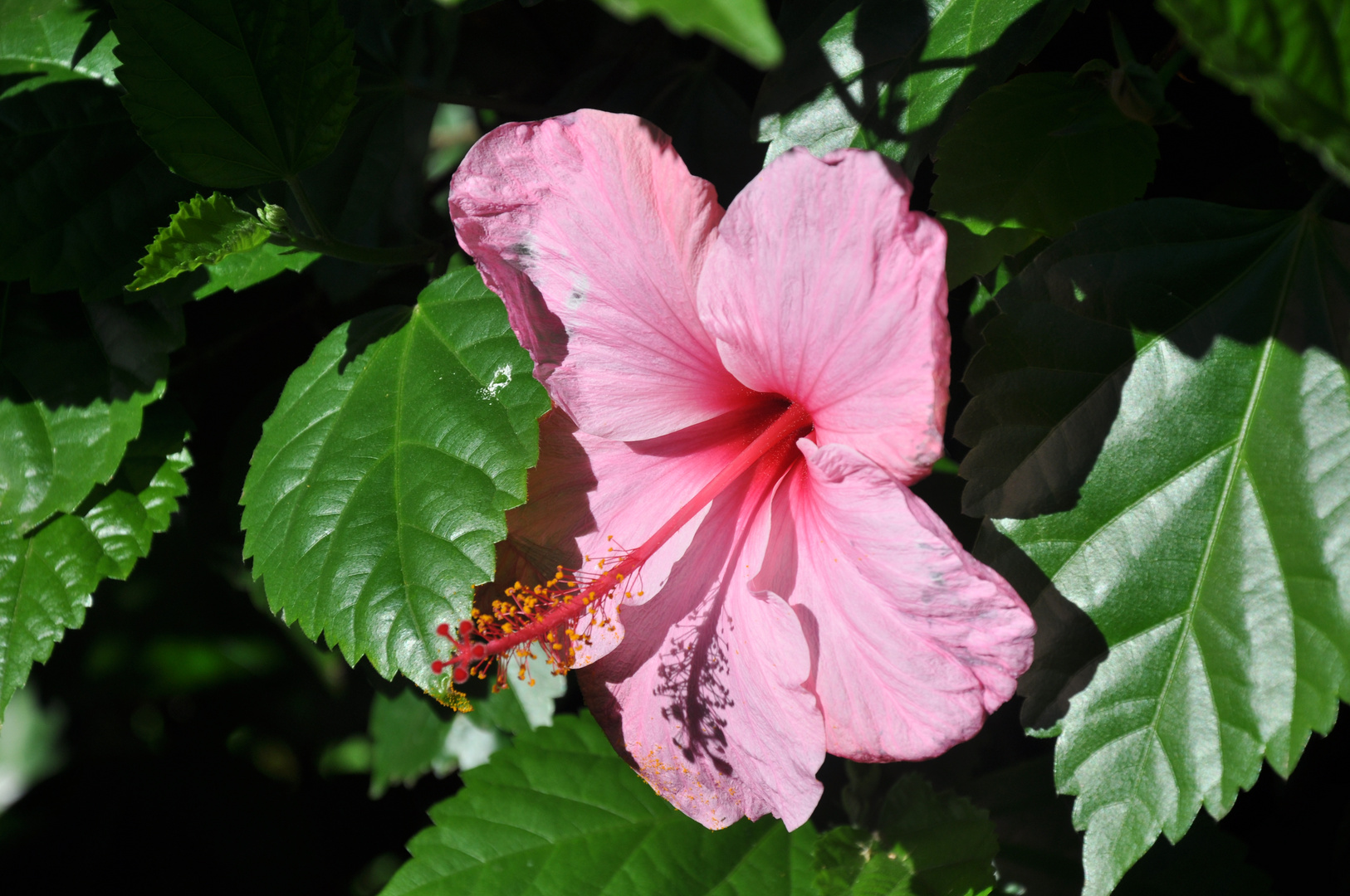 Hibiscus rose 1