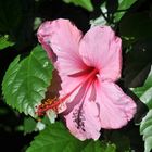 Hibiscus rose 1