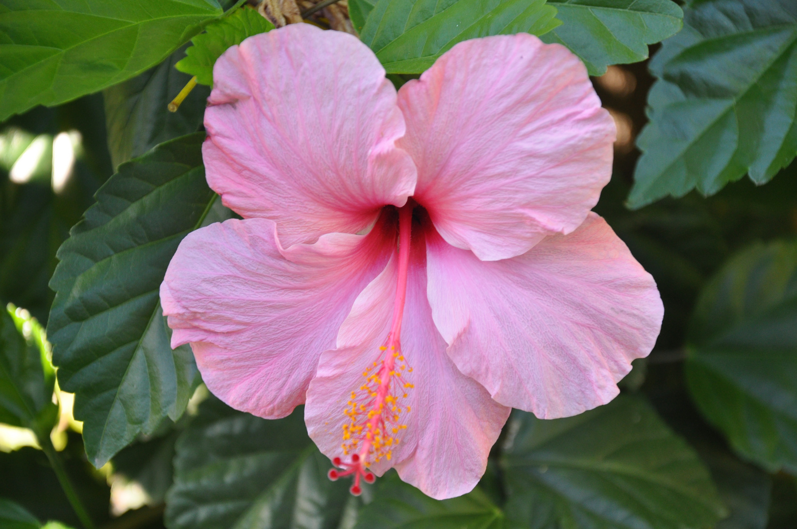 Hibiscus rose 2