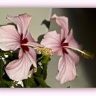 Hibiscus rose et son clone - Rosa Hibiskusblüte und ihr Klon