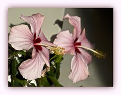 Hibiscus rose et son clone - Rosa Hibiskusblüte und ihr Klon