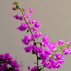 Hibiscus rose - Jardin Martiniquais